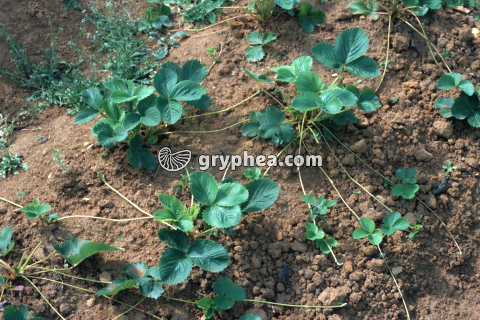 Fraisier (Fragaria vesca) - Stolons  - gryphea.com